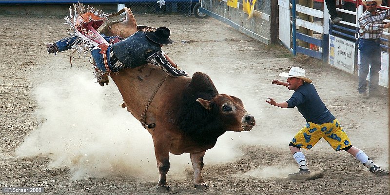 Horizonte 368.jpg - It is Summer !! It is Rodeo-Time in many towns in Canada!I catched this decisive, dramatic Moment for this Cowboy at the annualFallfair in Barriere, British Columbia, about 60km south of Clearwater.Position: N51°11'44"/W 120°07'30", elevation: 405m /1135 ft above SL.Camera: Nikon D50 with Sigma-Zoom 18-200mm, date: 30/08/2008, 16:24pm