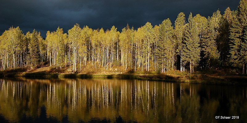 Horizonte 377.jpg - beautiful colours of the Birches in front ofan impressive dark sky along the shore of our Aspen LakePosition: N 51°53'05"/W 120°01'25",elevation 710m/2330ftCamera: Sony HX90, date: 03/10/2019, 17:15pm