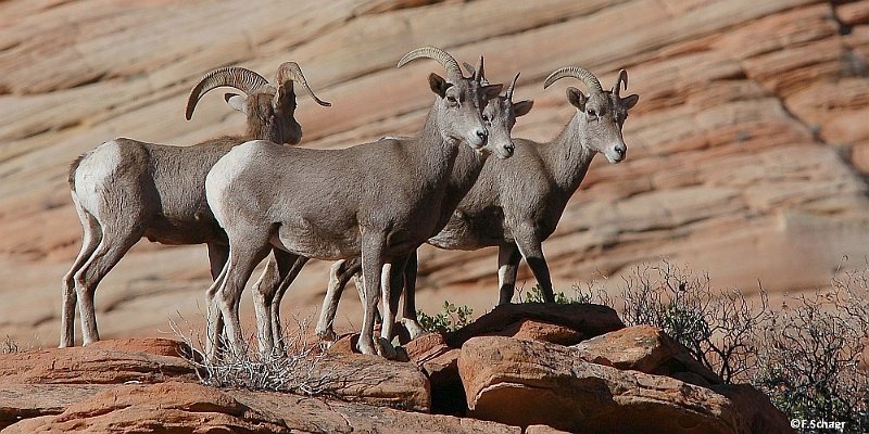 Horizonte 38.jpg - on a parking lot in Zion Nationalplak (Utah) I found some Bighorn Sheep quite a bit in a distance. So I mounted my old Tamron 8/500mm and got this picture.   click here for Google Maps View   Position: N37°13'00" W112°55'00" Elev. 1606m/5280ft Camera: Nikon D200 with Tamron Mirror Lens