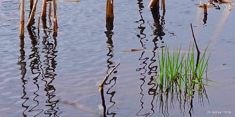 Horizonte 387.jpg - Winter is finally gone on our small lake and the Cattails(Typha latifolia) are sprouting-up again with the dead last year'sReflections still beside....Position (Google Earth): N51°53'05"/W120°01'26" elevation:705m/2330ftCamera: Sony HX400