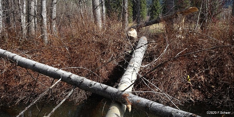 Horizonte 388.jpg - Springtime = Beavertime! Every spring we have aBeaver-Family on our Property. Nice Animals but to removethe fallen trees with an excavator could be quite costly..Position: N51°53'02"/W120°01'21" just beside our EntranceElevation: 702m Camera: Sony HX90