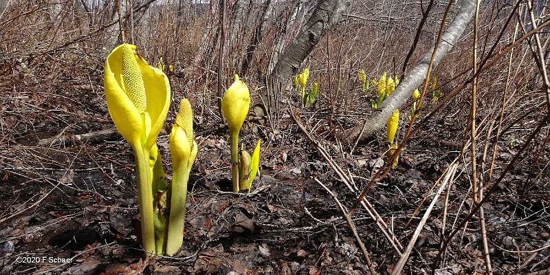Horizonte 389.jpg - a cluster of Yellow Skunk Cabbage (lat.Lysichiton americanus)in their eyecatching bright yellow appearance. This plants grows in swampyground as here beside our ditch. Natives baked this flowers for Winterfood.Posirion: N51°55'02"/W120°01'20" beside our Entrance, Elev. 702m/2310ftCamera: Sony HX90