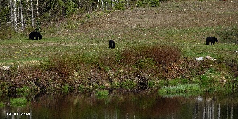 Horizonte 390.jpg - our Blackbears maintain the "Social Distancing"but it's quite difficult to convince them to wear a mask..Position: North end of our Aistrip, date: May 16/2020Camera: Sony HX90