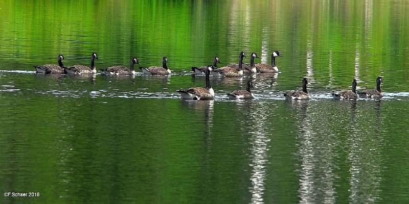 Horizonte 395.jpg - two Families of Canada-Geese (Branta Canadensis)crossing the beautiful Forest-Reflections on our private Lake.Position: N 51°53'02"/W 120°01'25", Elevation: 702 m/2310ft ASLCamera: Nikon D200, Sigma-Zoom 18-200mm