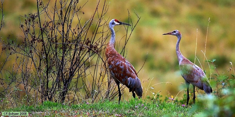 Horizonte 397.jpg - made from our Balcony. This Sandhill-Cranes appearsevery early Moning around our house with their specific cries.Position: N51°53'01"/W120°01'25", elevation 710m/2335ftCamera: Sony HX90