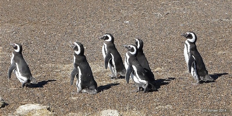 Horizonte 403.jpg - "Magellan-Pinguins on the March" I made on the Nordeast-Corner of the Valdés-Peninsula on the Atlantic Coast of Argentia.Position: S 42°04'45"/W 63°45'28" Date: 15/01/2014 Camera: Lumix 41