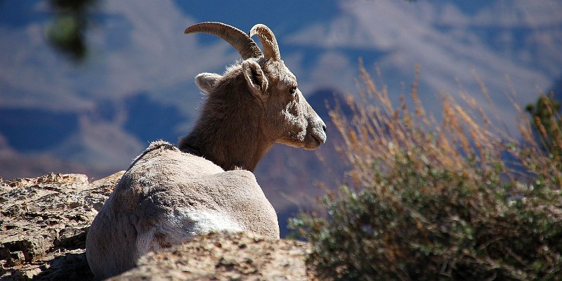 Horizonte 408.jpg - walking along the South Rim of the Grand Canyon in Arizona we found this young Bighorn-Sheep overlooking the enormous gorgePosition: N 36°03'27"/W 112°07'59" elev.2090 m, Camera: Nikon D50,200mm Date: 15/03/2007Dieses junge Dickhorn-Schaf entdeckten wir bei einer Wanderung entlang dem Südrand des imposanten Grand Canyon in Arizona/USA.