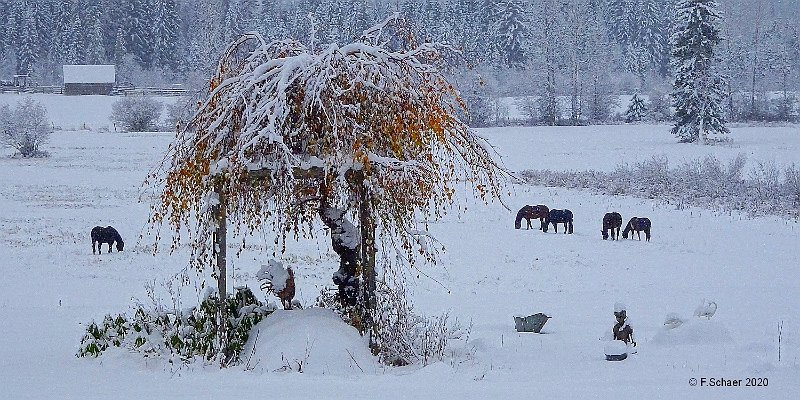 Horizonte 416.jpg - I made just in front of our House, shows a couple of Neighbours Horses, still pawing for the very last Grass below the early Snow.Position: N 51°53'02" W 120°01'25",elev.710m, date:13/11/2020,Camera:Sony90Blick von unserem Haus: des Nachbarn Pferde auf der Suche nach dem letzten Futter unter dem frühen Neuschnee.