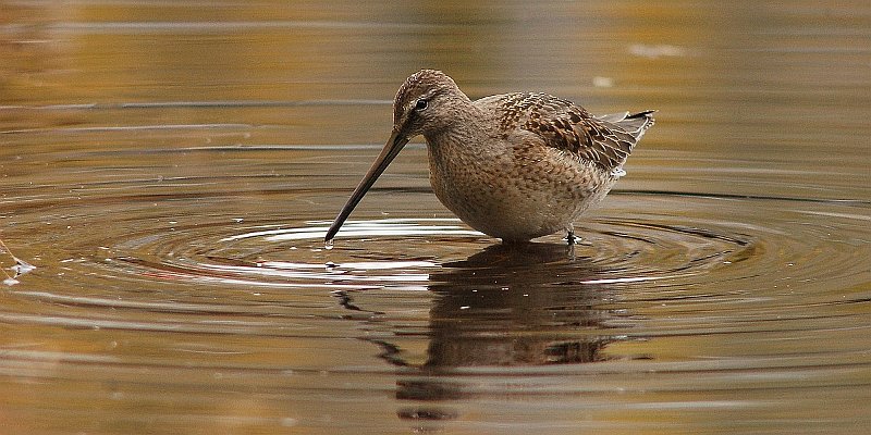 Horizonte 43.jpg - shows a Sandpiper on a shallow shore of our small private lake in BC, Canada.  Position: N51°53'01"/W120°01'29" Elev. 720m./2360ft Camera: Nikon D50, 400mm lens