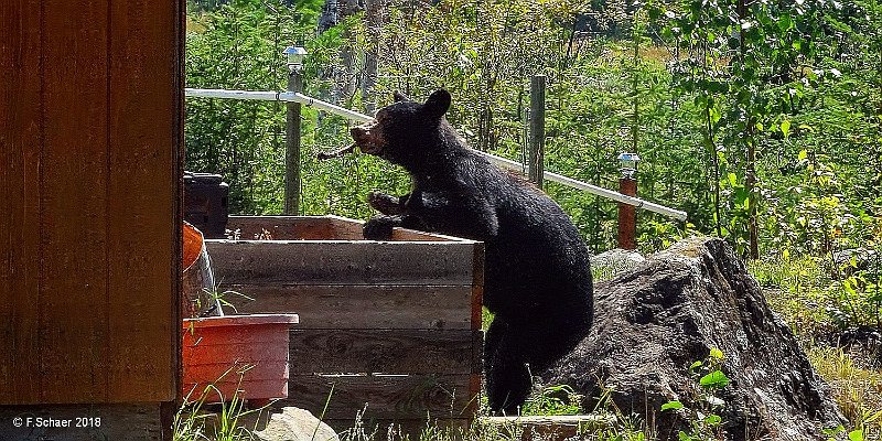 Horizonte 442.jpg - a hungry young blackbear explores our compost...Position, beside our house, date:08/05/2018, Sony HX90