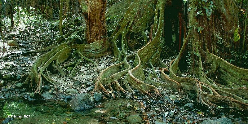 Horizonte 443.jpg - he impressive Buttress-roots on a giant Strangler Ficus in the dense jungle at high elevation on the caribbean Island of Saint KittsPosition: N 19°07'57" W 155°30'40", date: 09/11/2007, Camera: Nikon D50