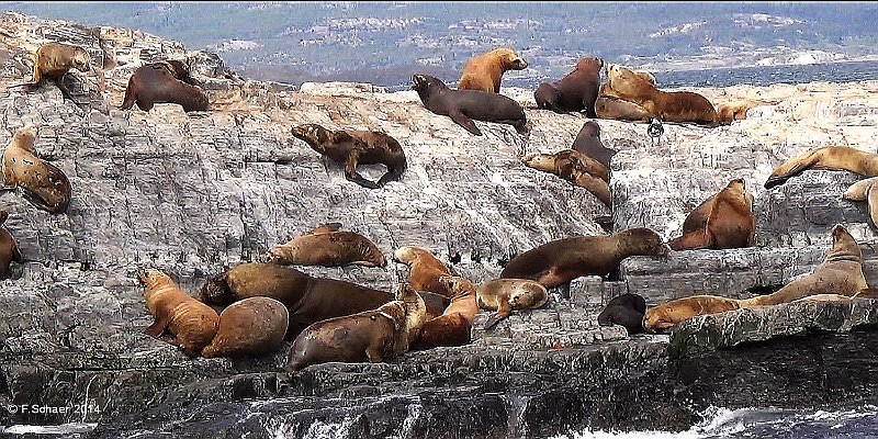 Horizonte 454.jpg - a small part of hundreds of Sea-Lions on the rocky "Isla des Los Lobos" within the Beagle Channel between Argentina and Chile,  on the very far south end of South America.Position: S 54°52'17"/W 68°13'06"Date: 26.01.2014,