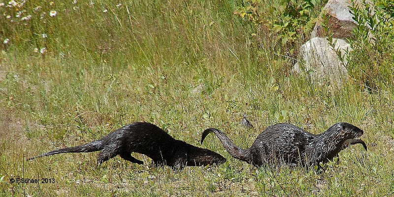 Horizonte 455.jpg - Nessie at Aspen Hill?? a rare picture of an Otter-family just leaving our Lake, about 50m/160ft from our house!Position: N 51°53'05"/W 120°01'27", date: 13.07.2013 Camera: Nikon 200
