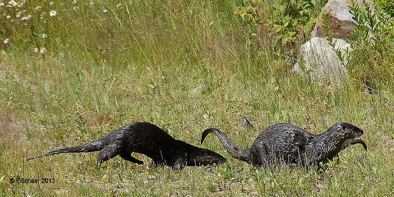 Horizonte 455.jpg - Nessie at Aspen Hill?? a rare picture of an Otter-family just leaving our Lake, about 50m/160ft from our house!Position: N 51°53'05"/W 120°01'27", date: 13.07.2013 Camera: Nikon 200