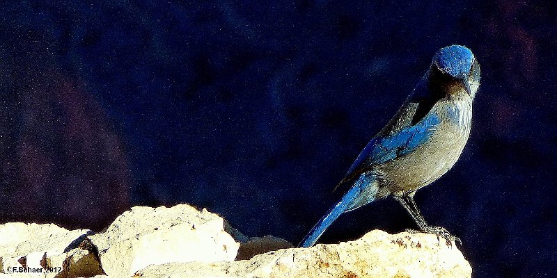 Horizonte 459.jpg - a Steller's Jay (Cyannacita stelleri) on a trail along the South Rim of the Grand Canyon Nationalpark in Arizona, USAPosition: N 36°04'25"/W 111°09'05",elev 2243m/7360ft date:14/11/2012,Camera: Panasonic TZ20