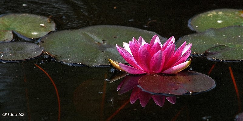 Horizonte 460.jpg - last smoke is gone, early Fall in our Valley! here the last pink Waterlily on our Lake.Position: N 51°53'01' /W 120°01'28"Camera: Nikon D 50