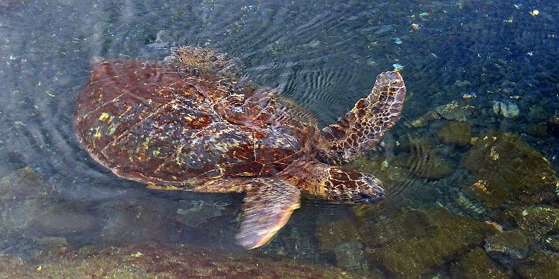 Horizonte 482.jpg - a Hawaiian Hawksbill-Turtle ("Honu ea" in Hawaiian), this protected Animals exists only in the Hawaiian Archipelago.Position: N 19°49'20"/W 155°28'15",1/2 mile from our Condo, date:17/02/2022