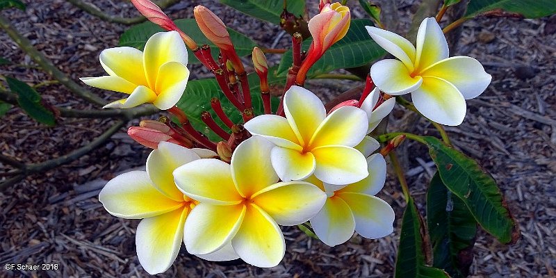 Horizonte 484.jpg - a bunch of Frangipani-Flowers  (lat.Plumeria), beautiful and fragrant Flowers, widespread in tropical Zones, especially on the polynesian IslandsPosition:  Everywhere around the Hawaii-Islands, Tahiti and the Caribbeans.