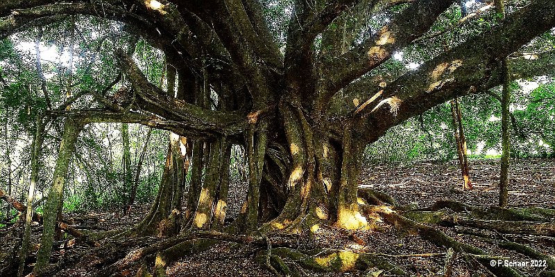 Horizonte 485.jpg - an enormous old Banyan-tree with his incredible roots, standing below feels like to be in a huge CathredalPosition: N: 19°08'05"/ W: 155°30'52", close to our Appartmentdate: 23.01.2022