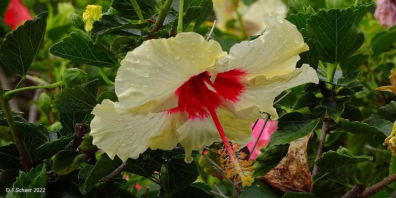 Horizonte 487.jpg - made just in front of our condo, showing a colorful Hibiscus-flower. (Hawaiian: Ma'ohau hele),original from Asia, but whitespread in tropical and subtropical Parts of the World.Position: N: 19°07'59" / W: 155°30'39" at sealeveldate: 25.03.2022