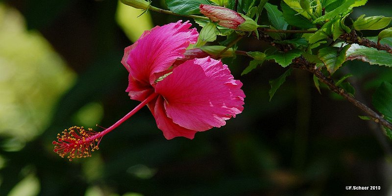 Horizonte 502.jpg - a Hibiscus-flower beside the main-road in the village of Hakahau on the remote Island of Ua-Pou, Marquesas Islands, in French PolynesiaPosition:    S: 09°21'43", W 140°03'07",date: 23/11/2010,Nikon D200