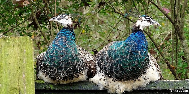 Horizonte 504.jpg - a disagreeing Couple of Peacocks within the wonderful Magnolia-Plantations in Charleston, South Carolina/USAPosition:    N 23°25'30"/W 60°05'00", date: 25.12.2015, Sony X400