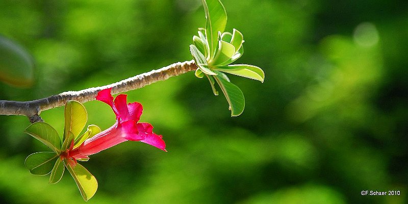 Horizonte 520.jpg - a very asymmetric Picture of a Frangipani-Flower, (lat.plumeria rubra)Position:       N: 9°21'47"/W: 140°03'05" on the Island of UaPou, 1400 km northest of Tahiti, March 2010, Nikon D200