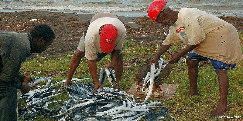 Horizonte 530.jpg - local fishermen on the east-caribbean Island of St.Kitts, just back from a successful catch...Position:  N 17°25'03"/W 62°48'36" date: 11/02/2007, Nikon D50