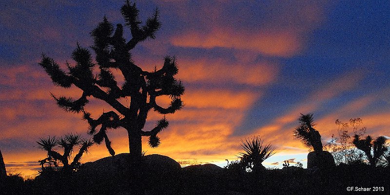 Horizonte 539.jpg - colorful Sunset in the Joshua-Tree-Nationalpark in Southern California, USAPosition:     N: 33°59'04"/W: 116°00'56", Date     :    21/11/2013 Camera:     Nikon D200