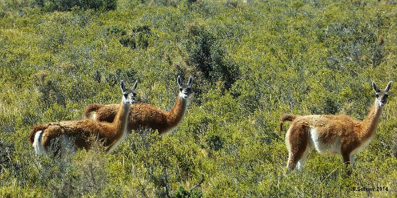 Horizonte 560.jpg - a few Vikunjas, the smallest Species of the Lamas, seen on a Excursion across Valdez-Island on the east Atlantic-Coast of Argentina.Position:      South 42°25'50" /West 64°03'45", Date: 11.01.2014Panasonic TZ41