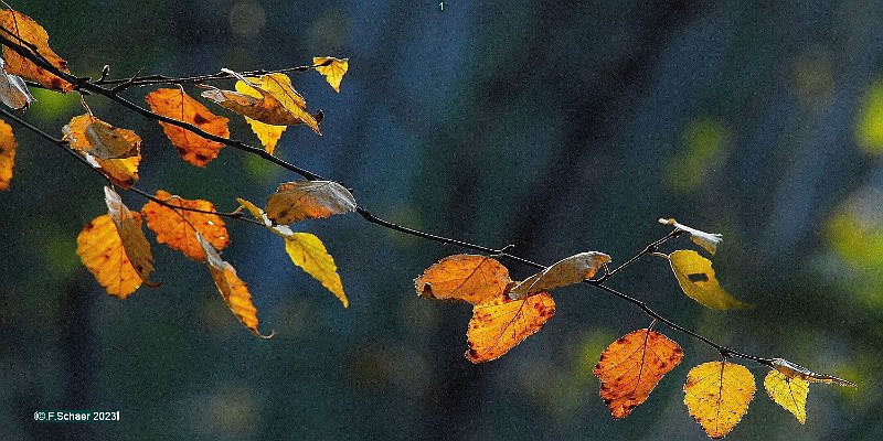 Horizonte 570.jpg - after a terrible smoky Summer due to the horrendous Forest-Fires we enjoy a golden fall with blue Sky and colorful Forest around our House, Position : from our Balcony..Camera : Nikon D50 with 200mm Nikkor