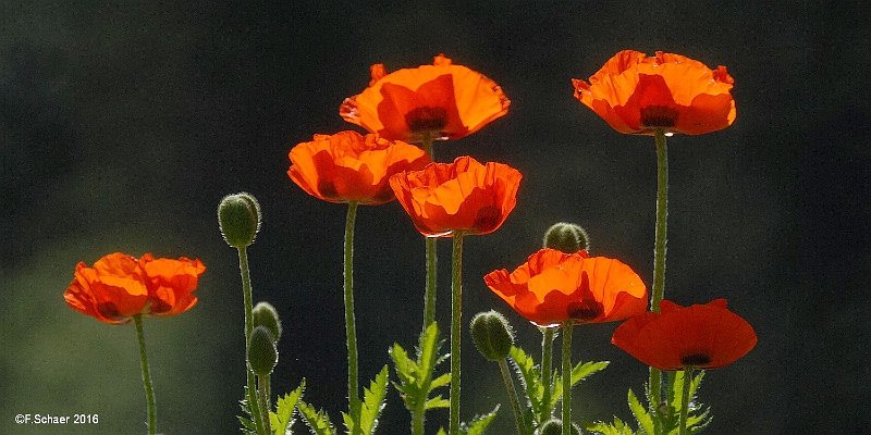 Horizonte 607.jpg - made in our Garden. The Weather-forecast shows Temperatures up to 39°C in our Valley for the coming Days !!