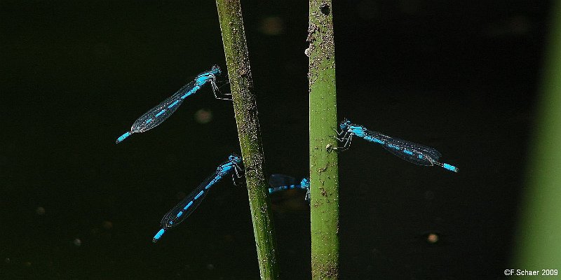 Horizonte 609.jpg - some Doubleday's Bluet on our LakeshoreDate: 29.06.2009, Nikon D50