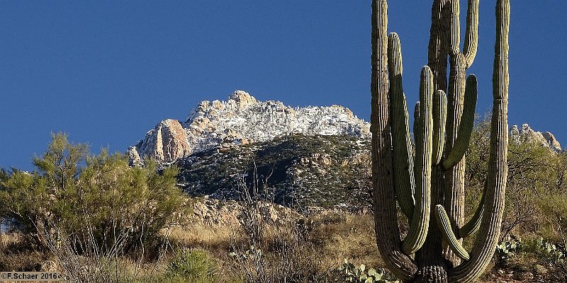 Horizonte 650.jpg - on a long Walk within the Saguaro-Nationakpark near Tucson, Arizona.Date: 01.Oct.2016 Pos. W110°46'13" E32°11'12"