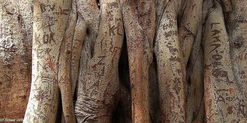 Horizonte 651.jpg - the stem of the Big Banyan in Lahaina (Hawaii) with the engraved "Memories" from hundreds of countless idiots. The worldknown Tree was badly destroyed by the big Fire which damaged the Maui-Island Augut 2023 but it seems to recover partially.Date: 30.10.2006, Position: W 156°41'11"/N 20°53'01" Camera : Nikon D50