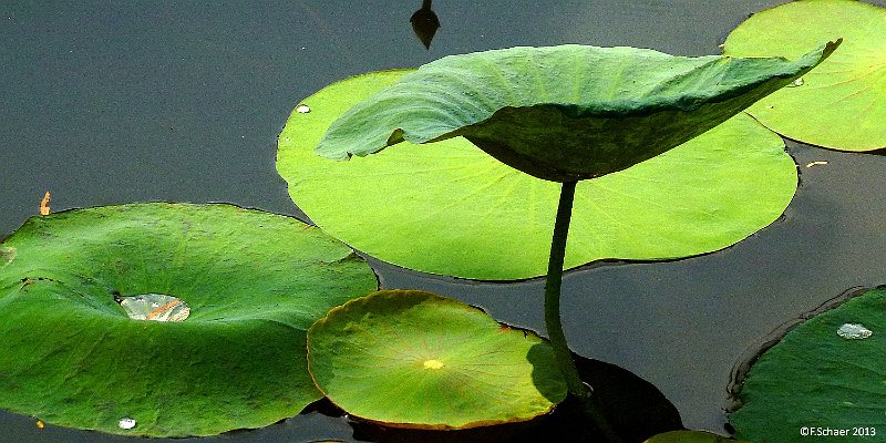 Horizonte 91.jpg - shows the big leaves of the Lotos-plant in a gardenpond in South Vietnam, looking from a very low viewpoint.  Camera: Lumix TZ20, date:13/02/2013