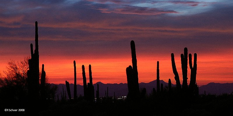 Horizonte 95.jpg - The huge Saguaros made an impressive foreground for the skyline of Phoenix, Arizona. Adjacent to the suburb of Mesa the Usery Mountain Park offers interesting nature-trails and also strenous trails to the mountains nearby.   click here for Google Maps View   Position: N33°28'28" W111°37'09", elev.605m/1990ft Camera: Nikon D50, 1/4sec at f5,6  date 08/12/2008, 17:43pm