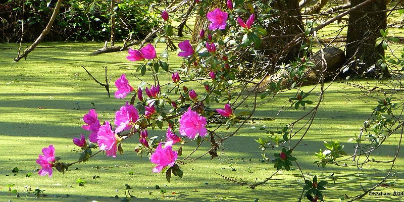 Horizonte 99.jpg - spring is coming!!I made this pic in Magnolia Garden in Charleston, South Carolina.   click here for Google Maps View   Position: N32°52'42" W80°05'19", elev.11m/35ft Camera: Lumix TZ20, date: 29/03/2013